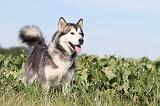 ALASKAN MALAMUTE 013